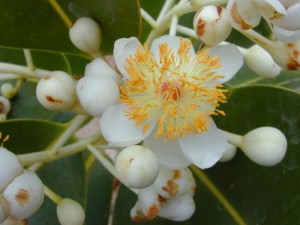 Surangi flower